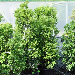 Pittosporum tenuifolium 'Irish Luck' 80-100 cm